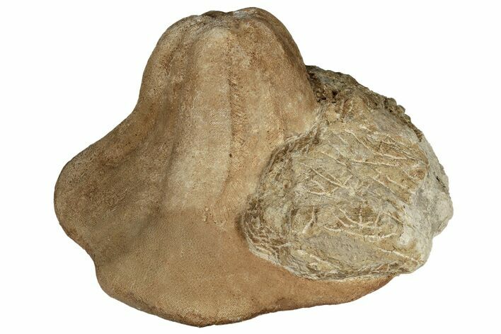Miocene Fossil Echinoid (Clypeaster) - Taza, Morocco #136864